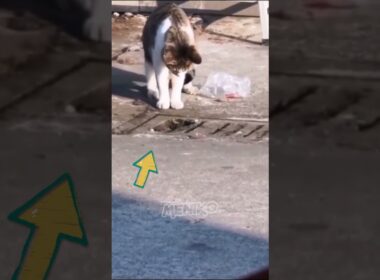 Kucing Genjutsu #shorts