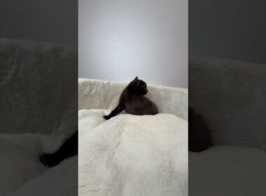 ボンベイ ブラックカラー男の子🐈✨✨