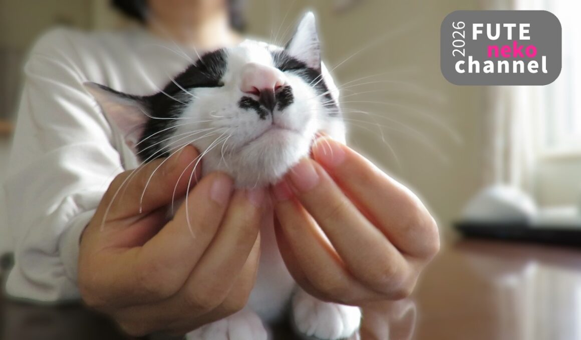 お出かけの準備が始まりました【保護子猫】