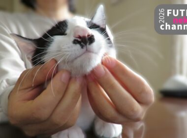 お出かけの準備が始まりました【保護子猫】