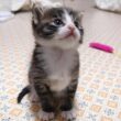 小さなお部屋から脱出した赤ちゃん子猫がカワイイ鳴き声で暴れまくる？【赤ちゃん猫　保護猫】