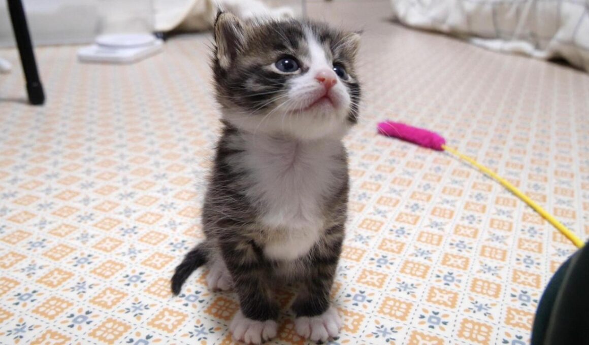 小さなお部屋から脱出した赤ちゃん子猫がカワイイ鳴き声で暴れまくる？【赤ちゃん猫　保護猫】