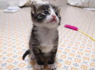 小さなお部屋から脱出した赤ちゃん子猫がカワイイ鳴き声で暴れまくる？【赤ちゃん猫　保護猫】