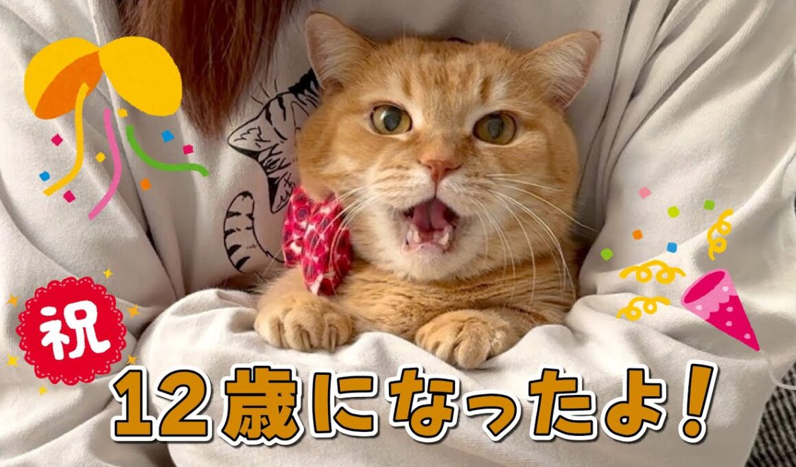 永遠の赤ちゃんプリンが12歳になりました！