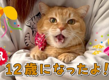 永遠の赤ちゃんプリンが12歳になりました！