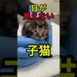 目が見えない子猫【感動物語】 #shorts