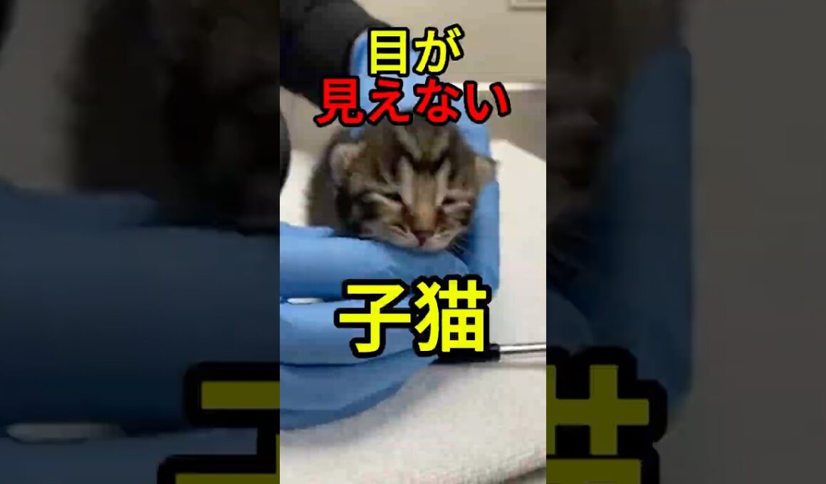 目が見えない子猫【感動物語】 #shorts