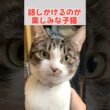 お返事がうまくなったかわいい鳴き声の子猫 #猫 #ねこ #子猫 #保護猫
