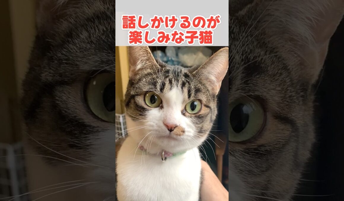 お返事がうまくなったかわいい鳴き声の子猫 #猫 #ねこ #子猫 #保護猫