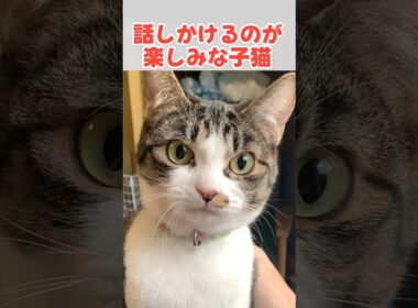 お返事がうまくなったかわいい鳴き声の子猫 #猫 #ねこ #子猫 #保護猫