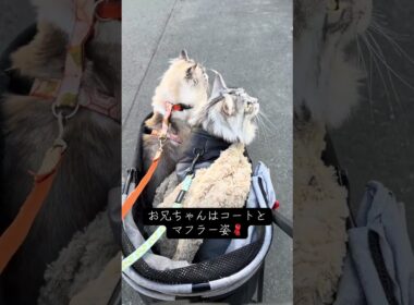 大型猫のお出かけ日 #メインクーン #猫のいる暮らし #ragdoll #ラグドール#mainecoon