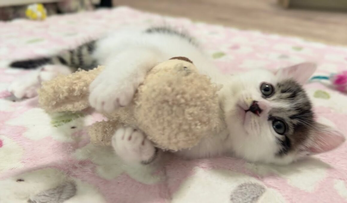 ぬいぐるみを抱きしめたまま眠りにつく子猫【坊ちゃん日記#25&たこやき君日記】A kitten sleeping while clutching a soft toy.