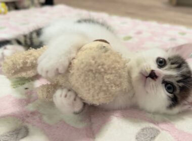 ぬいぐるみを抱きしめたまま眠りにつく子猫【坊ちゃん日記#25&たこやき君日記】A kitten sleeping while clutching a soft toy.