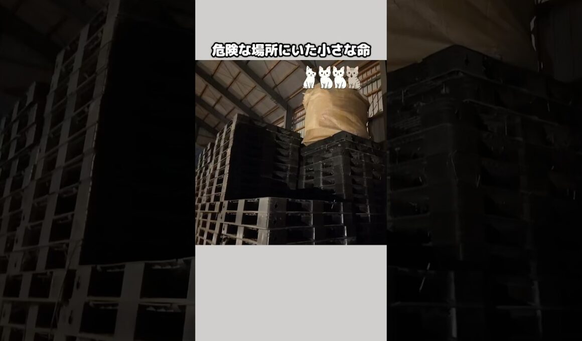 これから命の闘いが始まる…小さな命の成長記録 #子猫 #保護#猫#保護猫