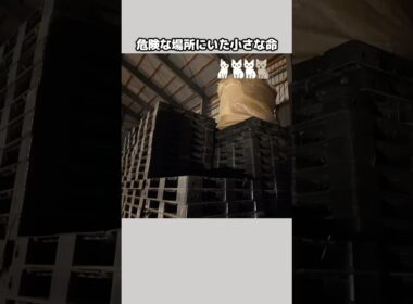 これから命の闘いが始まる…小さな命の成長記録 #子猫 #保護#猫#保護猫