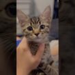 子猫の頃から愛情いっぱいに育てた結果...!! #cat #猫