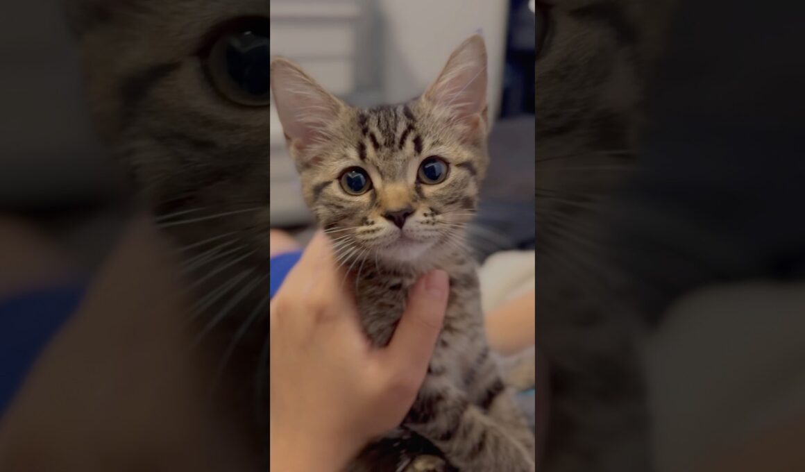 子猫の頃から愛情いっぱいに育てた結果...!! #cat #猫