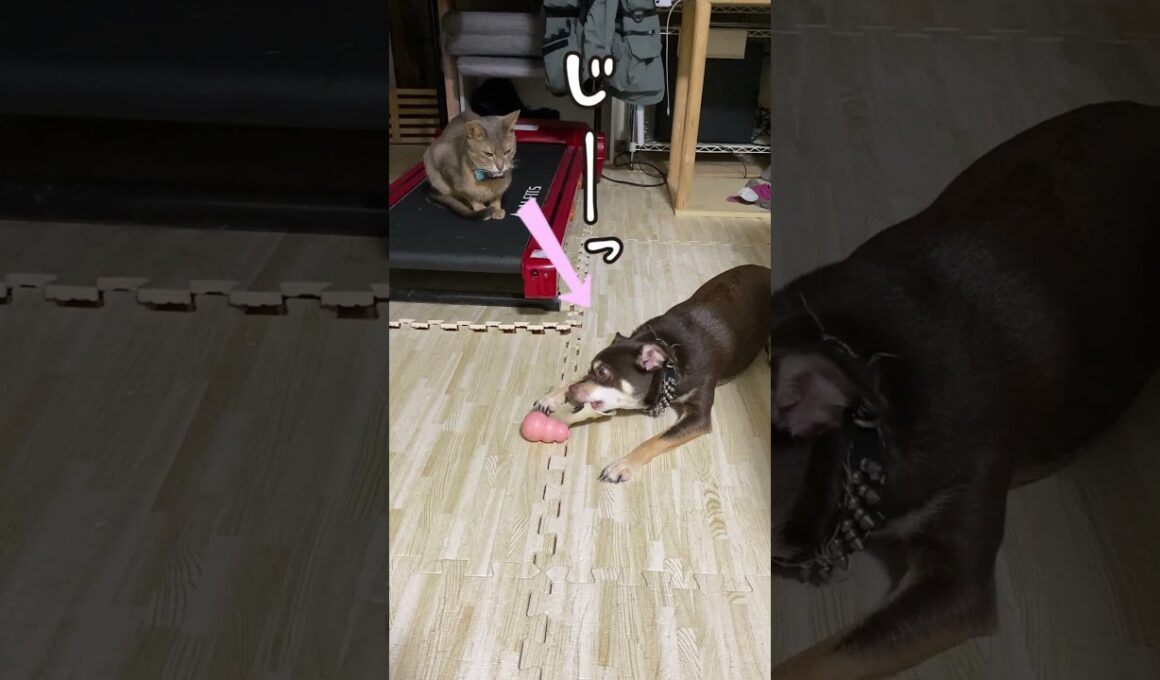一人遊びする犬を見守る猫 #shorts #アビシニアン #チワワ  #shorts