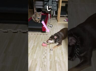 一人遊びする犬を見守る猫 #shorts #アビシニアン #チワワ  #shorts