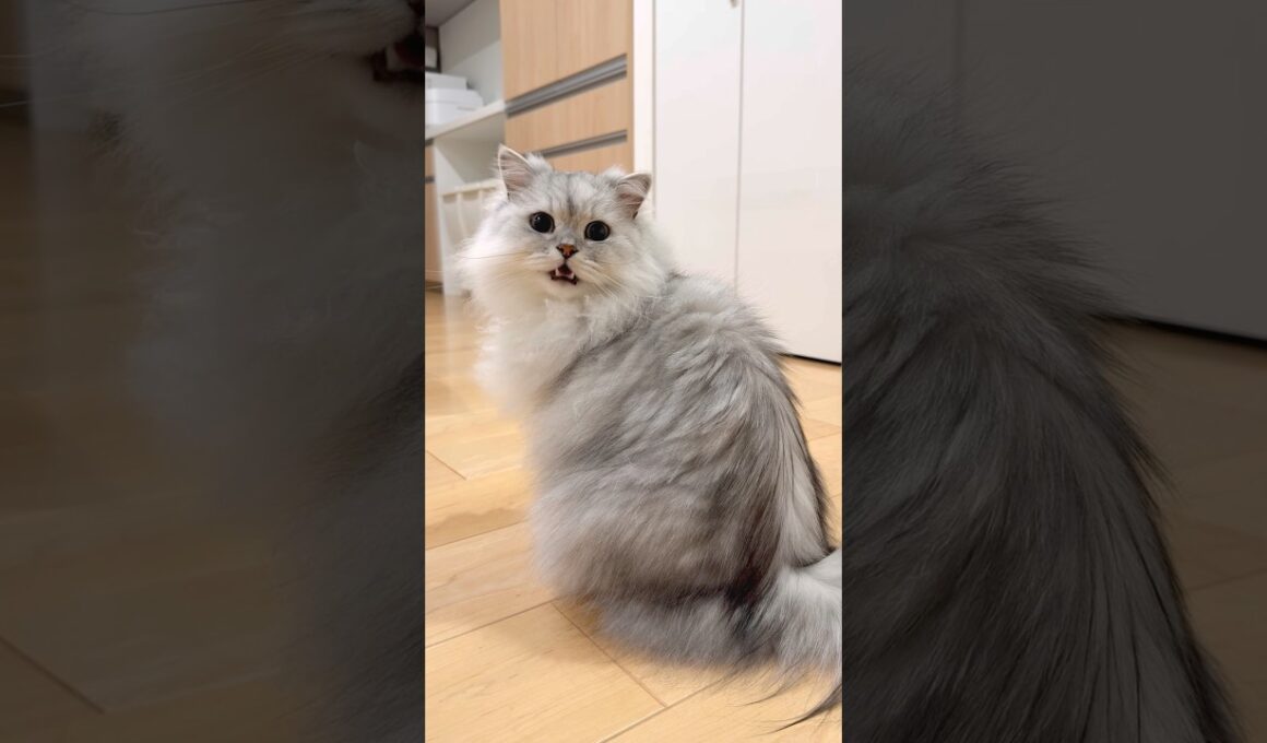 そろそろごはんの時間じゃない？の猫【サイベリアン】