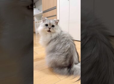 そろそろごはんの時間じゃない？の猫【サイベリアン】