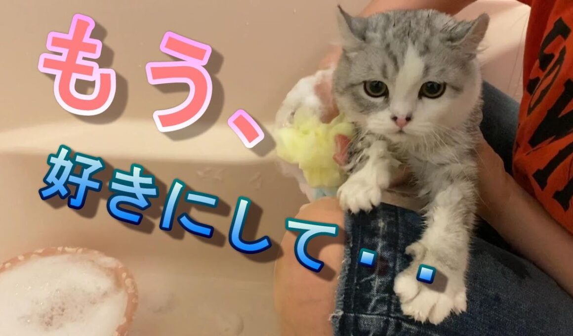 風呂嫌いな子猫が諦めて悟った姿が可愛すぎる【アメリカンカール】