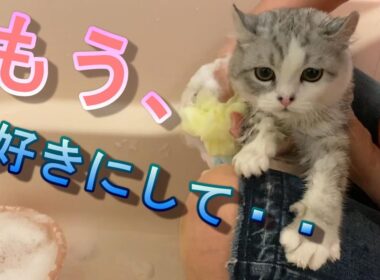 風呂嫌いな子猫が諦めて悟った姿が可愛すぎる【アメリカンカール】