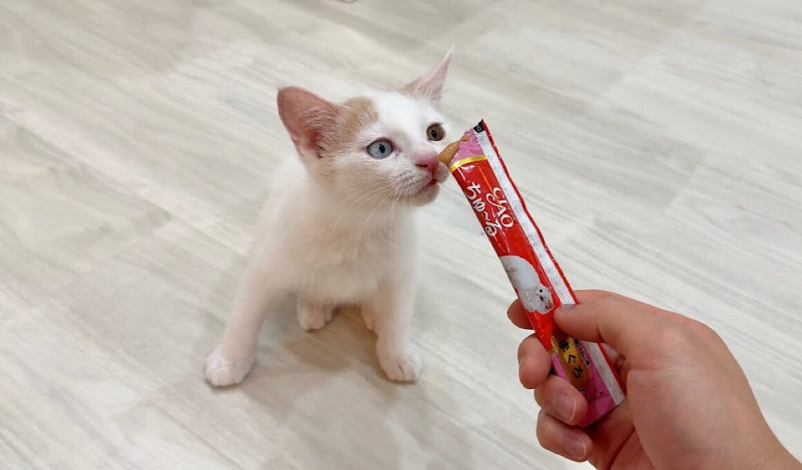 生まれて初めて子猫にチュールを差し出したら予想外すぎる反応でまさかのこうなっちゃいました…