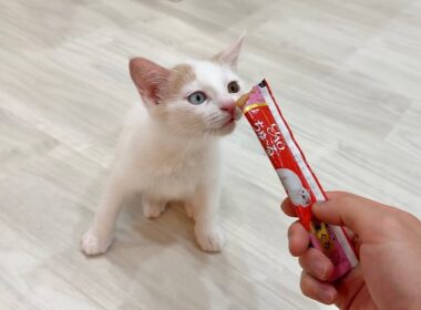 生まれて初めて子猫にチュールを差し出したら予想外すぎる反応でまさかのこうなっちゃいました…