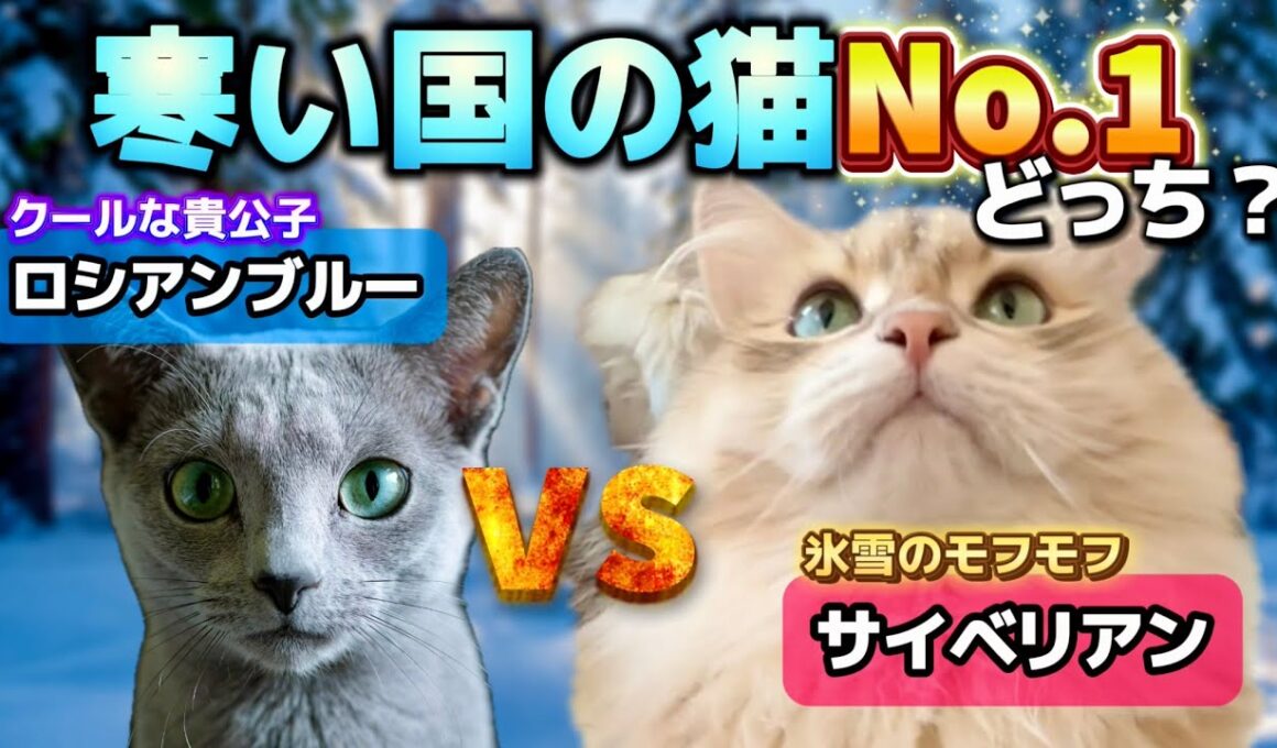 【徹底比較】ロシア生まれの猫No.1は？ロシアンブルー／サイベリアンの魅力を解説