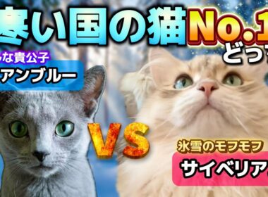 【徹底比較】ロシア生まれの猫No.1は？ロシアンブルー／サイベリアンの魅力を解説