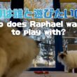 バーマン猫ラフとガブ【ラフは誰と遊びたいの？】Who does Raphael want to play with?（バーマン猫）Birman/Cat