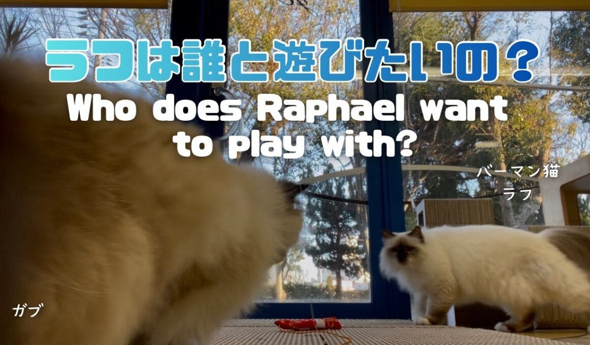 バーマン猫ラフとガブ【ラフは誰と遊びたいの？】Who does Raphael want to play with?（バーマン猫）Birman/Cat