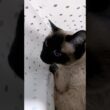 袋の中できゅるるん☆可愛いだけじゃダメですか？#cat #catshorts #シャム猫 #しゃむねこ