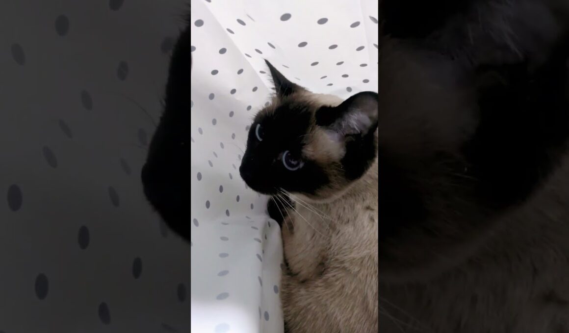 袋の中できゅるるん☆可愛いだけじゃダメですか？#cat #catshorts #シャム猫 #しゃむねこ