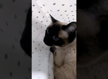 袋の中できゅるるん☆可愛いだけじゃダメですか？#cat #catshorts #シャム猫 #しゃむねこ