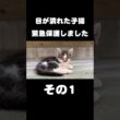 目が潰れた子猫を緊急保護しました【その1】