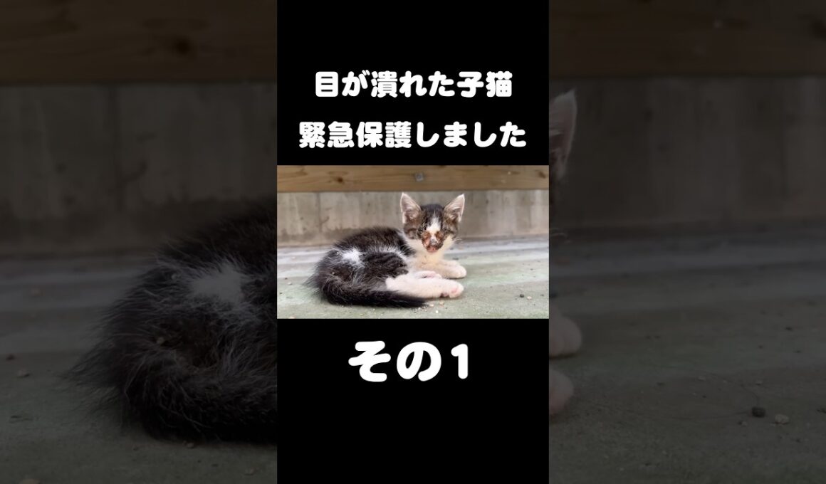 目が潰れた子猫を緊急保護しました【その1】
