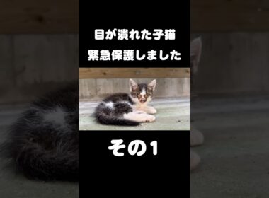 目が潰れた子猫を緊急保護しました【その1】
