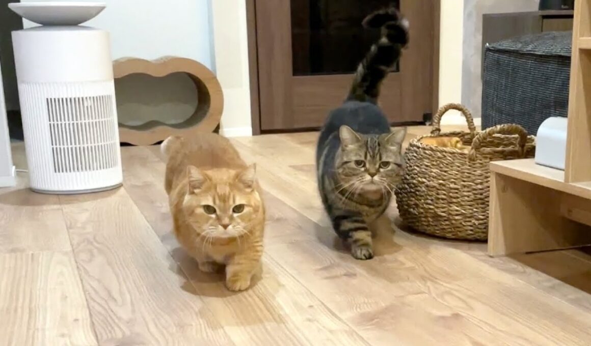 ごはん食べるひと〜？