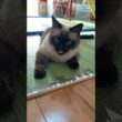 シャム猫のふくさん【たぬき猫】 #shorts  #猫のいる暮らし #cat #ねこ #しゃむねこ#cute