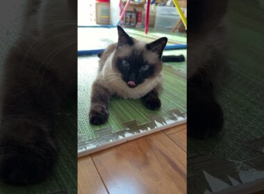 シャム猫のふくさん【たぬき猫】 #shorts  #猫のいる暮らし #cat #ねこ #しゃむねこ#cute