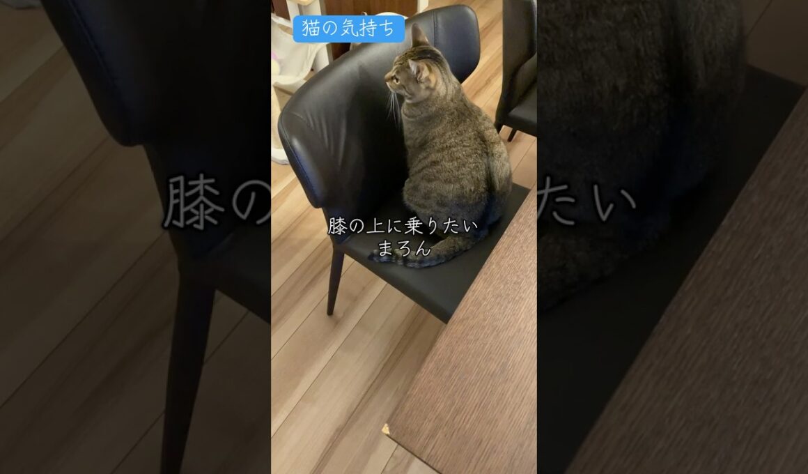 #950 [キジトラ子猫まろん] 猫の気持ち 膝の上に乗りたいにゃん