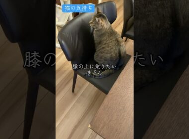 #950 [キジトラ子猫まろん] 猫の気持ち 膝の上に乗りたいにゃん
