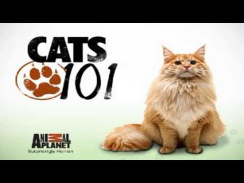 havana brown cat breeders in the united states