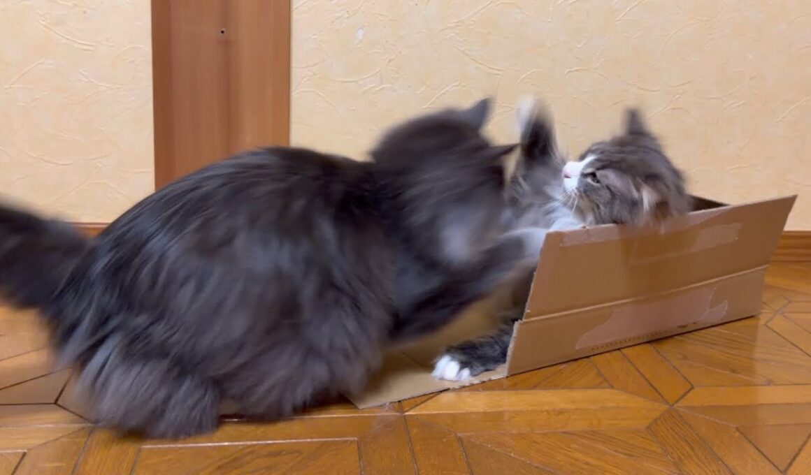 【破壊‼︎】ずっとお利口だった末っ子が…！？！？ノルウェージャンフォレストキャットとターキッシュアンゴラ