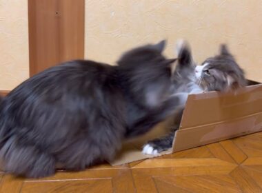 【破壊‼︎】ずっとお利口だった末っ子が…！？！？ノルウェージャンフォレストキャットとターキッシュアンゴラ