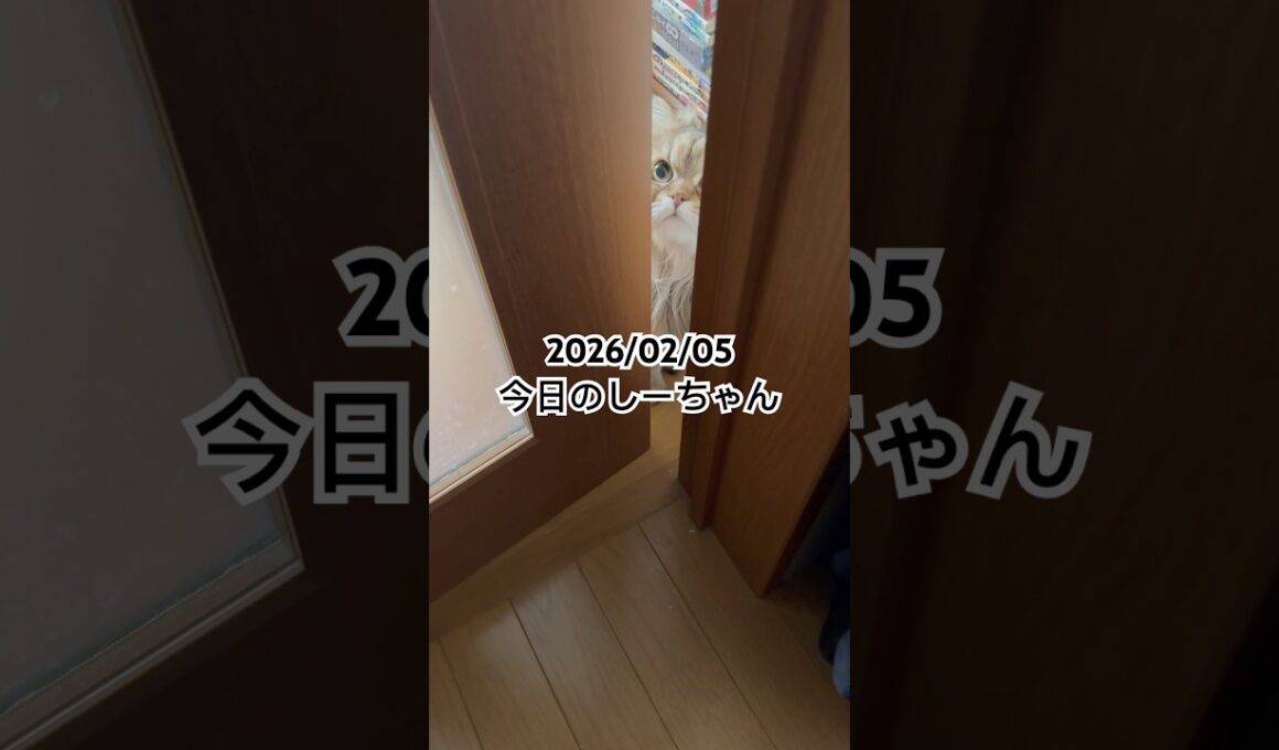 2026/02/05今日のしーちゃん #猫 #ペルシャ #シエル #cat #猫のいる暮らし