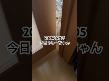 2026/02/05今日のしーちゃん #猫 #ペルシャ #シエル #cat #猫のいる暮らし