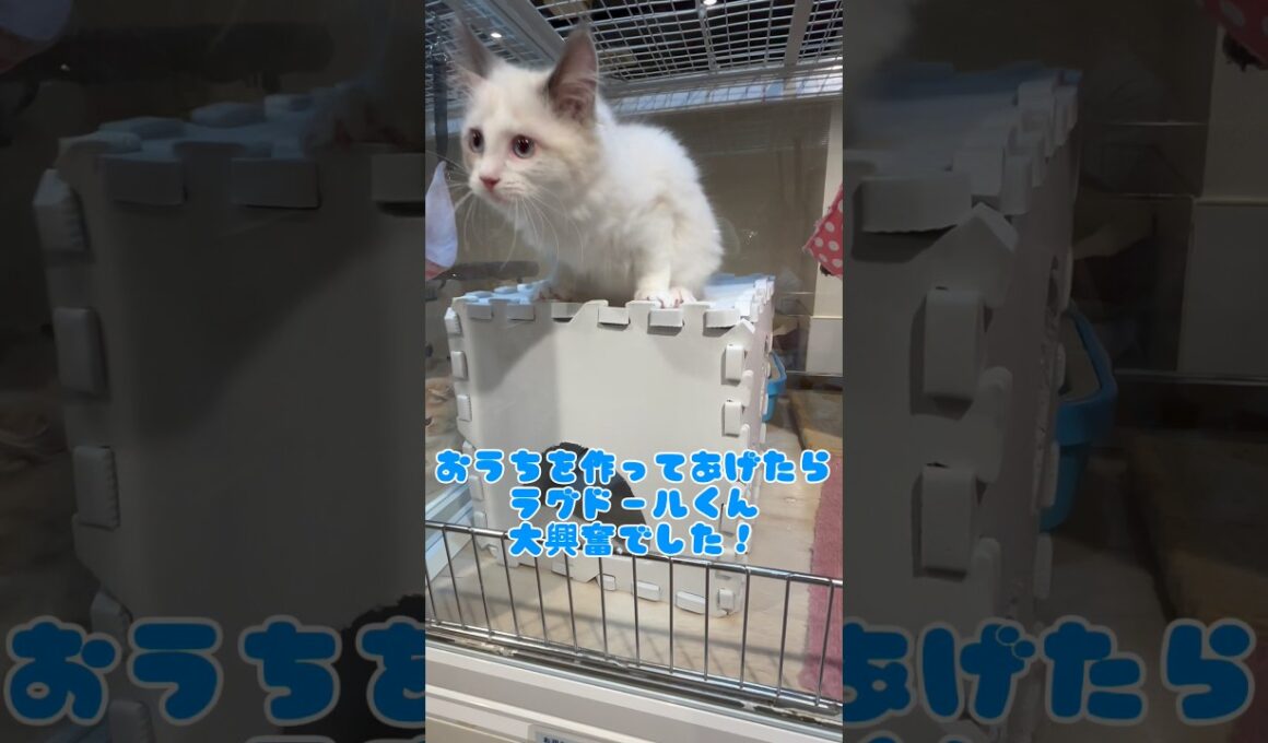 【ラグドール】おうちを作ってあげたら大興奮で大喜びなラグドールくん#癒し #マルワン #可愛い #ラグドール  #子猫 #ねこ #ネコ
